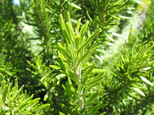 Rosemary — botanical illustration