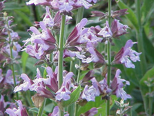 Šalvěj lékařská (Salvia officinalis) — foto