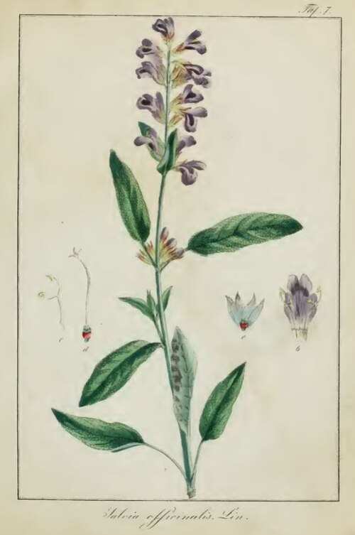 Šalvěj lékařská — botanická ilustrace