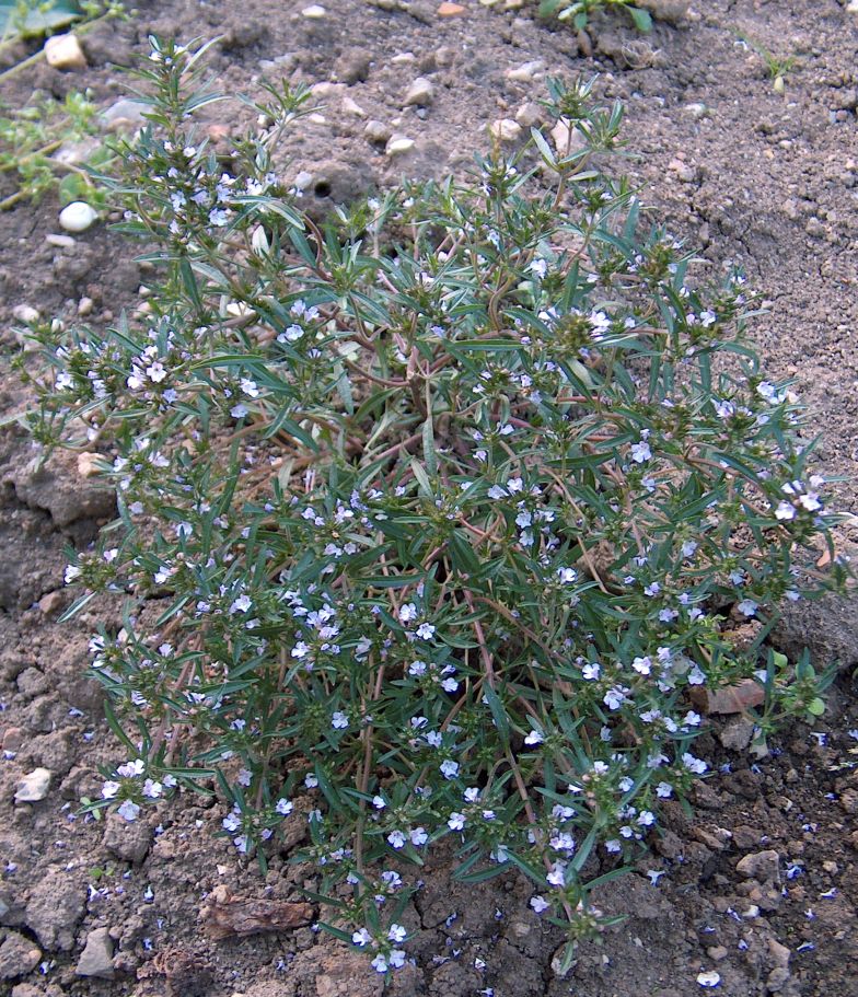 Saturejka zahradní (Satureja hortensis) — foto