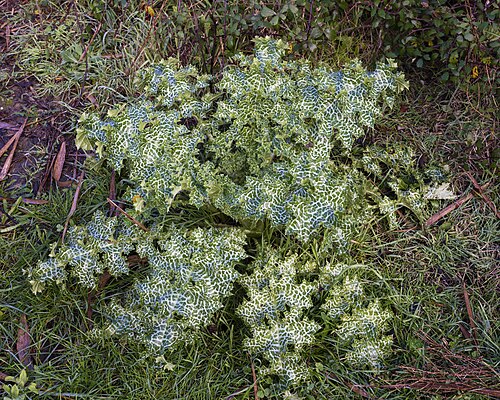 Ostropestřec mariánský (Silybum marianum) — foto