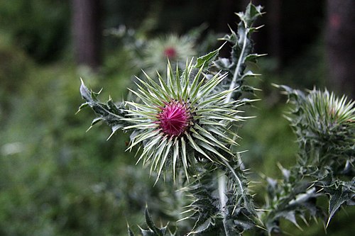 Ostropestřec mariánský — botanická ilustrace