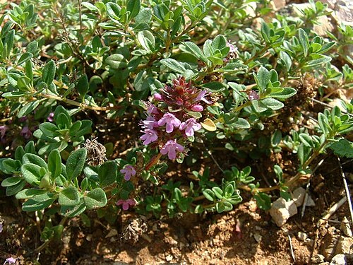 Macierzanka piaskowa (Thymus serpyllum) — zdjęcie