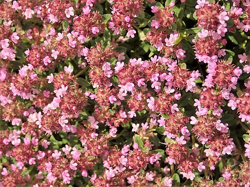 Macierzanka piaskowa — ilustracja botaniczna