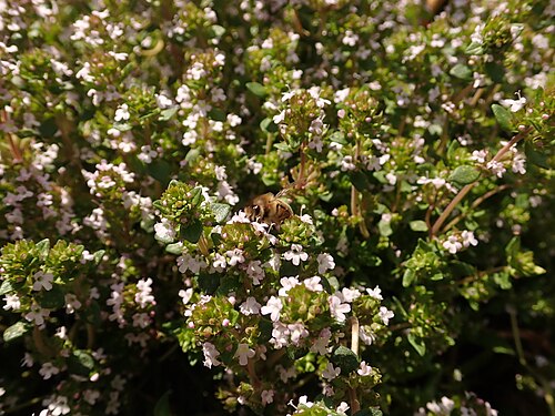 Tymián obecný (Thymus vulgaris) — foto