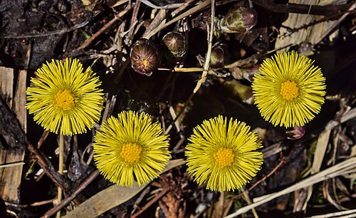 Podběl lékařský (Tussilago farfara) — foto