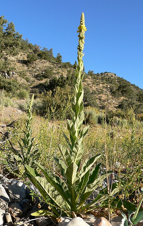 Great mullein — botanical illustration
