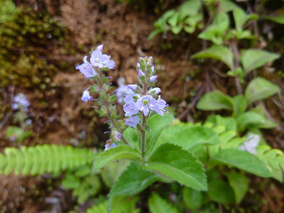 Common speedwell (Veronica officinalis) — photo
